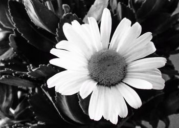 Macro shot of flower