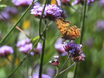 Close-up of butterfly pollinating on purple flowering plant