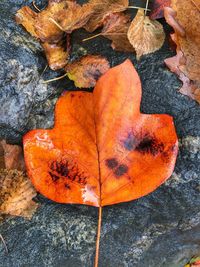 High angle view of dry maple leaf on rock