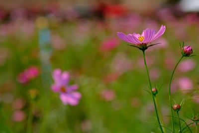 Close-up of pink cosmos flowers