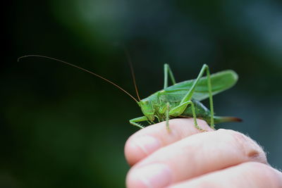 Close-up of insect on hand holding leaf