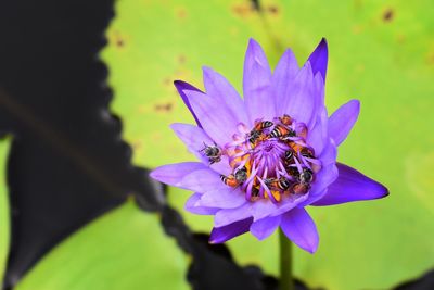 Close-up of bee pollinating on purple flower