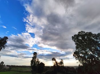 Low angle view of trees against sky