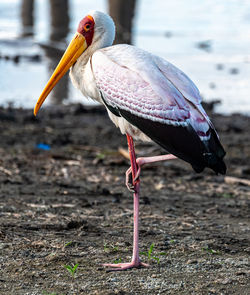 Close-up of bird on rock