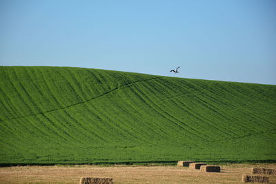 Scenic view of agricultural field against clear blue sky