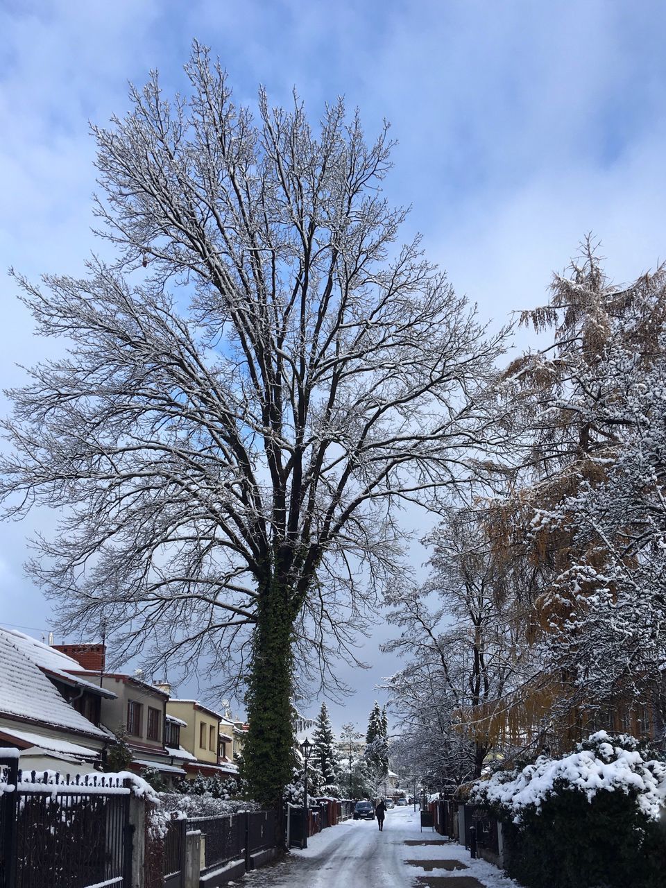 TREES IN SNOW