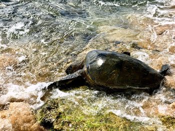 High angle view of turtle on rock at sea shore