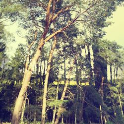 Low angle view of trees