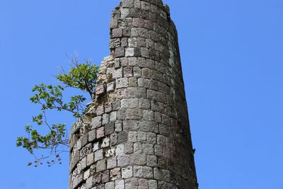 Low angle view of tree trunk against clear blue sky