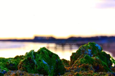 Scenic view of sea at sunset