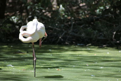 Close-up of flamingo standing in water