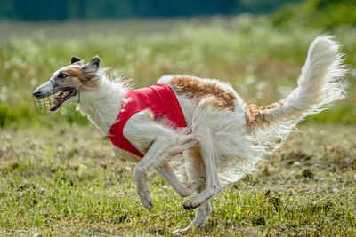 Borzoi dog in red shirt running and chasing lure in the field on coursing competition