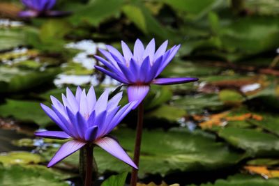 Close-up of purple water lily in lake