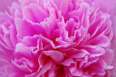 Full frame shot of pink rose flower