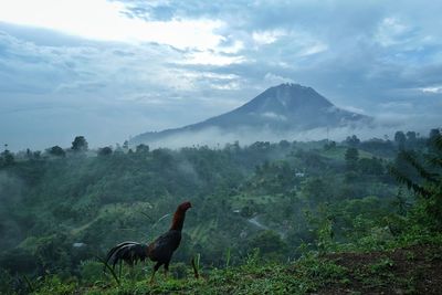 Scenic view of landscape against sky