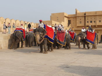 Elephant rides at the amber fort, jaipur, india 2019