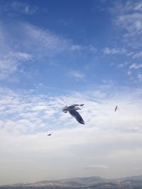 Low angle view of seagulls flying over sea against sky