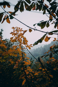 Low angle view of autumnal tree against orange sky