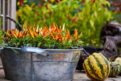 Close-up of potted plant