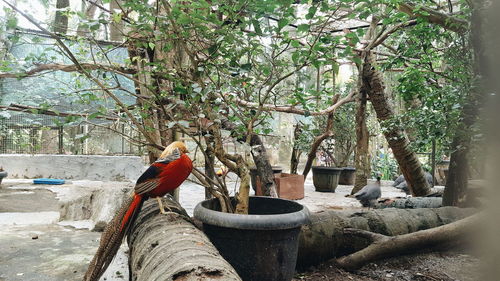 Plants growing on tree trunk