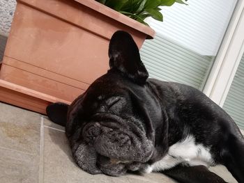 Portrait of dog relaxing on floor