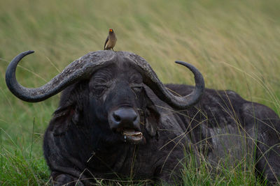 Portrait of buffalo with bird on its head