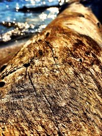 Close-up of tree trunk