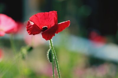 Close-up of red poppy flower