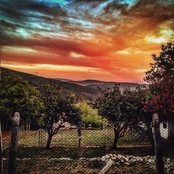 Trees on landscape against sky during sunset