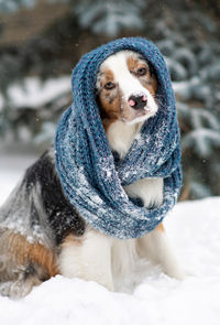 Australian shepherd in a beanie. hipster dog. chilly puppy in a knitted hat sits outside, snow
