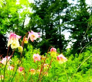 Close-up of pink flowers blooming on plant