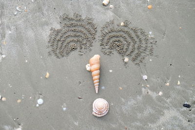 High angle view of seashell on beach