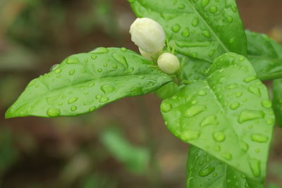 Close-up of wet plant leaves during rainy season