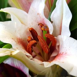 Close-up of day lily blooming outdoors