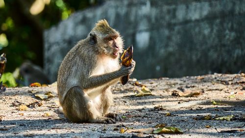 Close-up of monkey