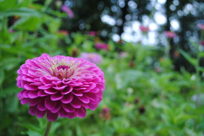 Close-up of pink flower blooming outdoors