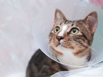 Close-up of cat wearing protective collar