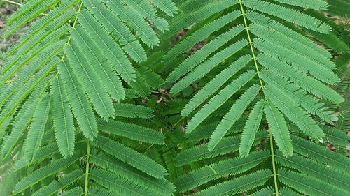 Close-up of insect on leaf