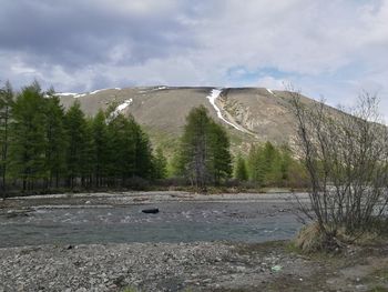 Scenic view of forest against sky