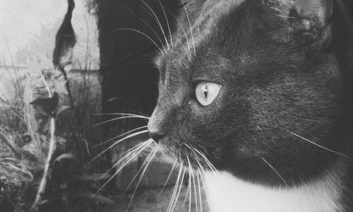 Close-up portrait of cat