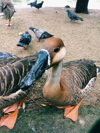 High angle view of duck on field