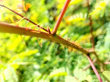 Close-up of lizard on tree