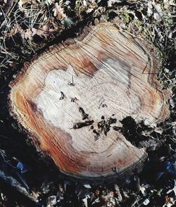 High angle view of tree stump in forest