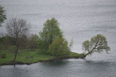 Scenic view of lake against trees in forest