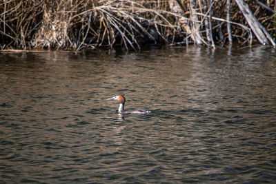 Swan swimming in lake
