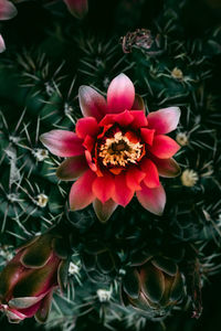 Close-up of pink flowering plant