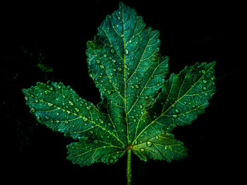 Close-up of wet plant leaves against black background