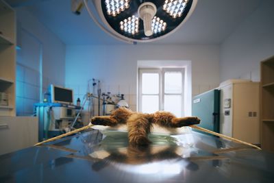 Cat sitting on table at home