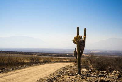 Cactus growing on field against sky