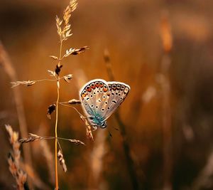 Close-up of butterfly on plant